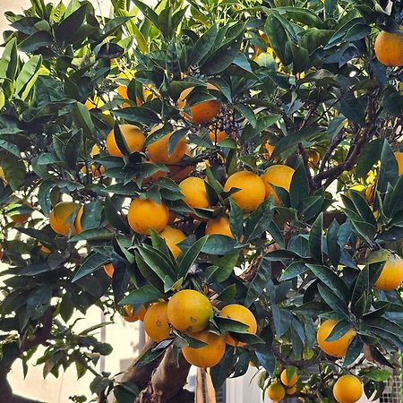 L'Arancio B&B Cecchina エクステリア 写真